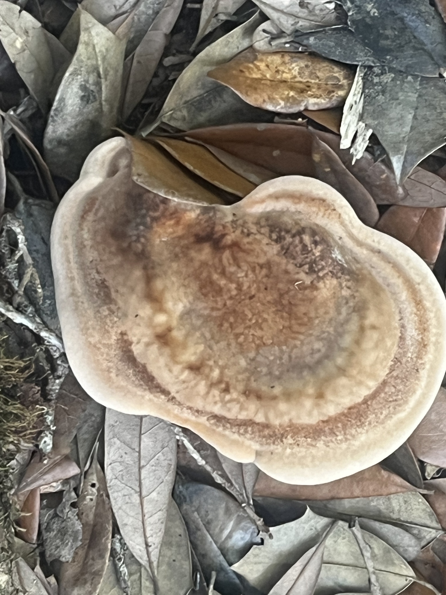 A large, brownish mushroom rests among various dried leaves on the forest floor.