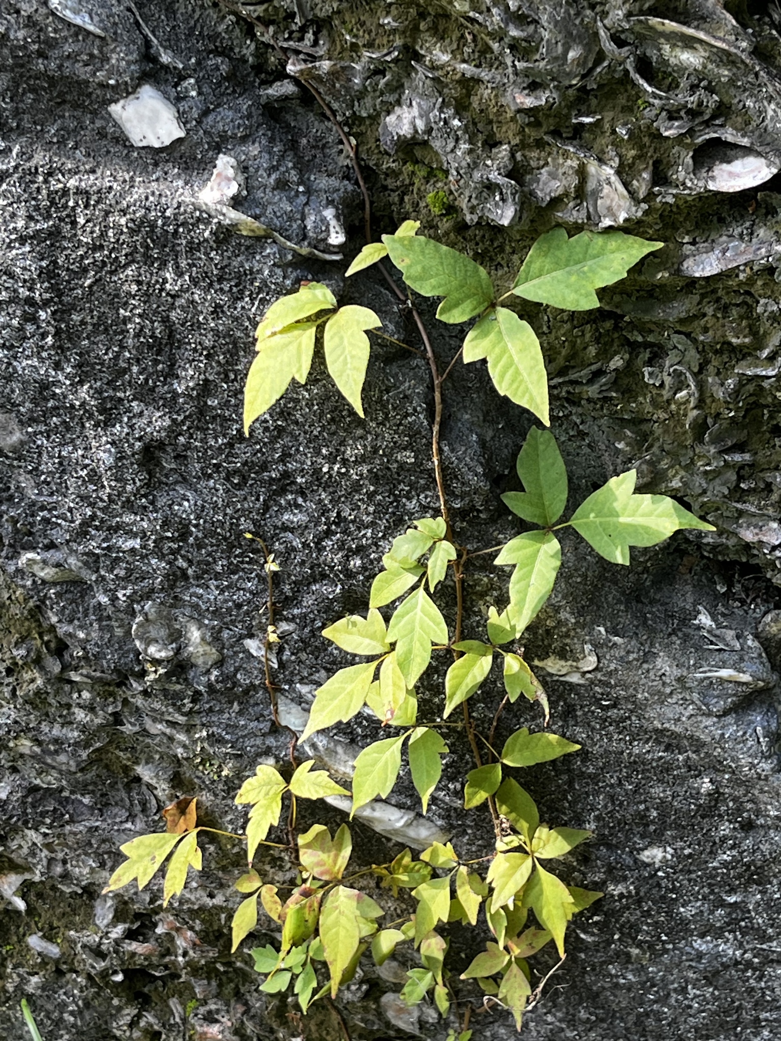 Green and yellow leaves climbing a textured gray stone surface.