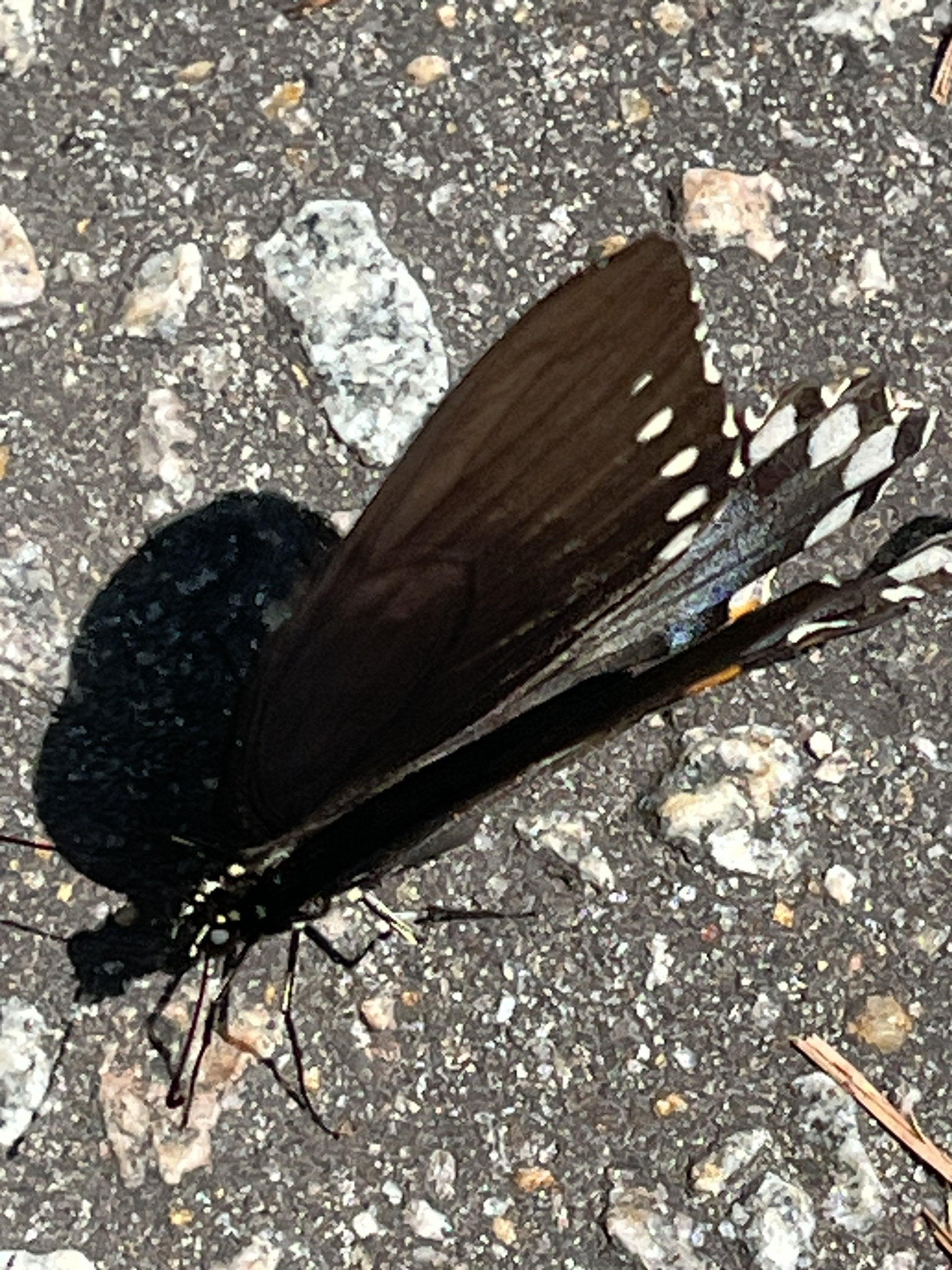 A butterfly rests on a textured, rocky surface, displaying dark wings with white spots.