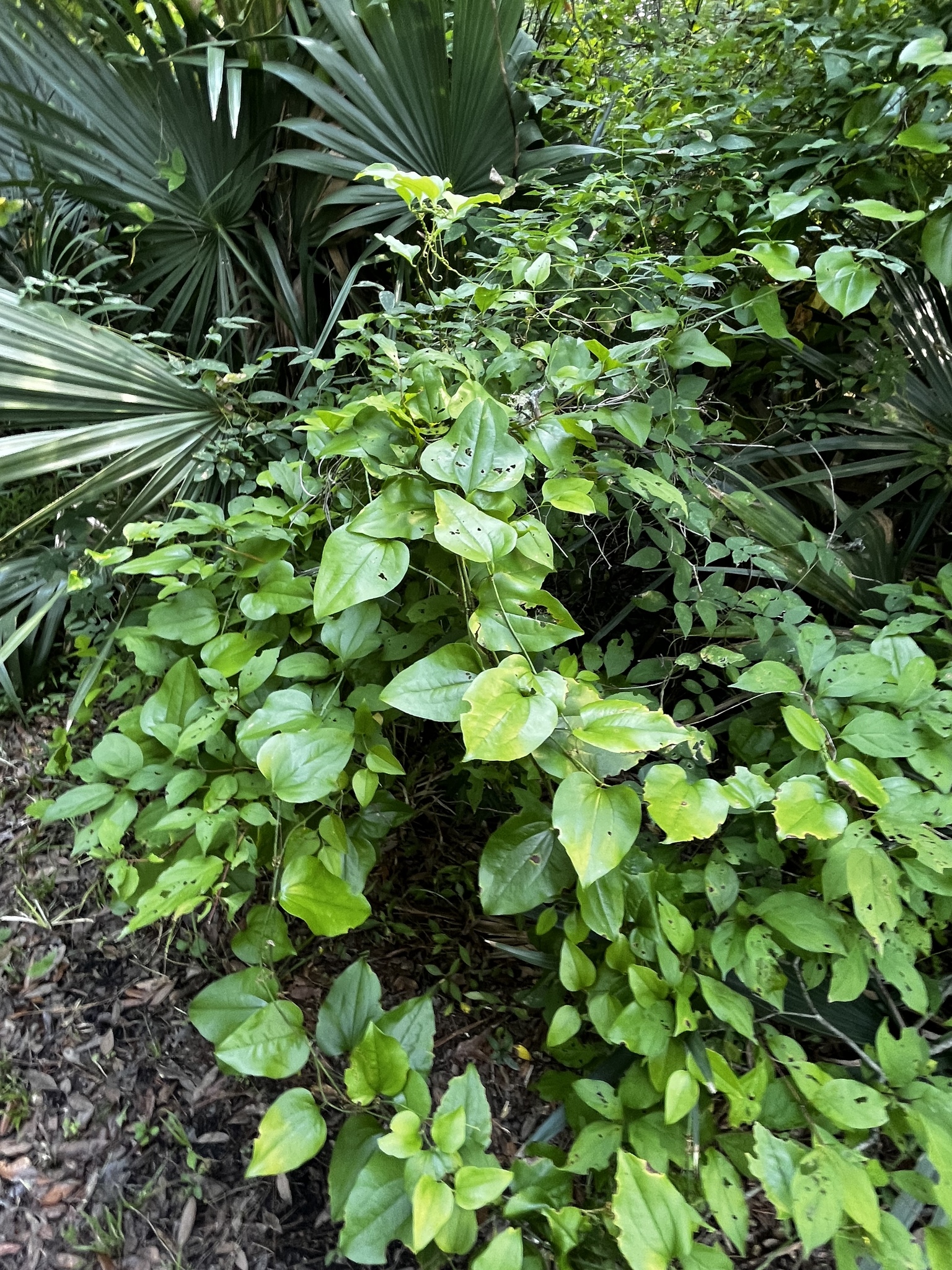 Dense greenery with various leaves and vines, surrounded by palm fronds in a natural setting.