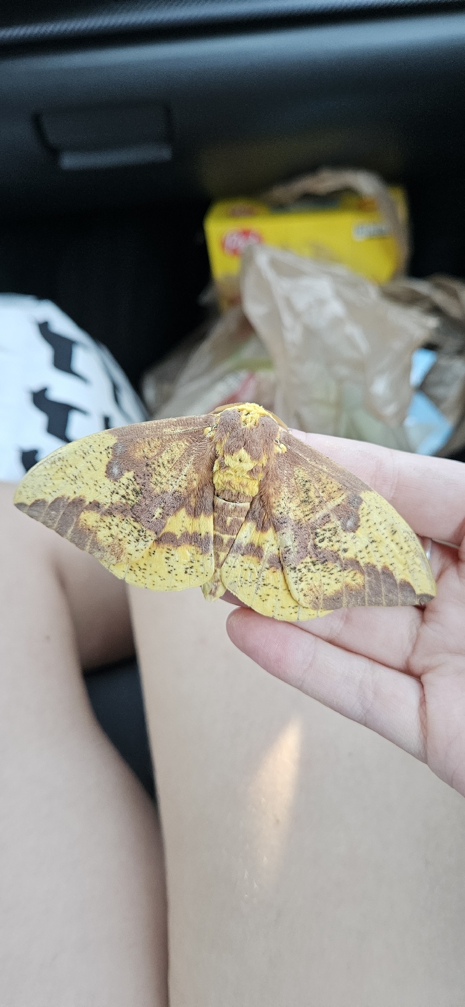 A person holds a large yellow and brown moth in their hand, seated in a car.