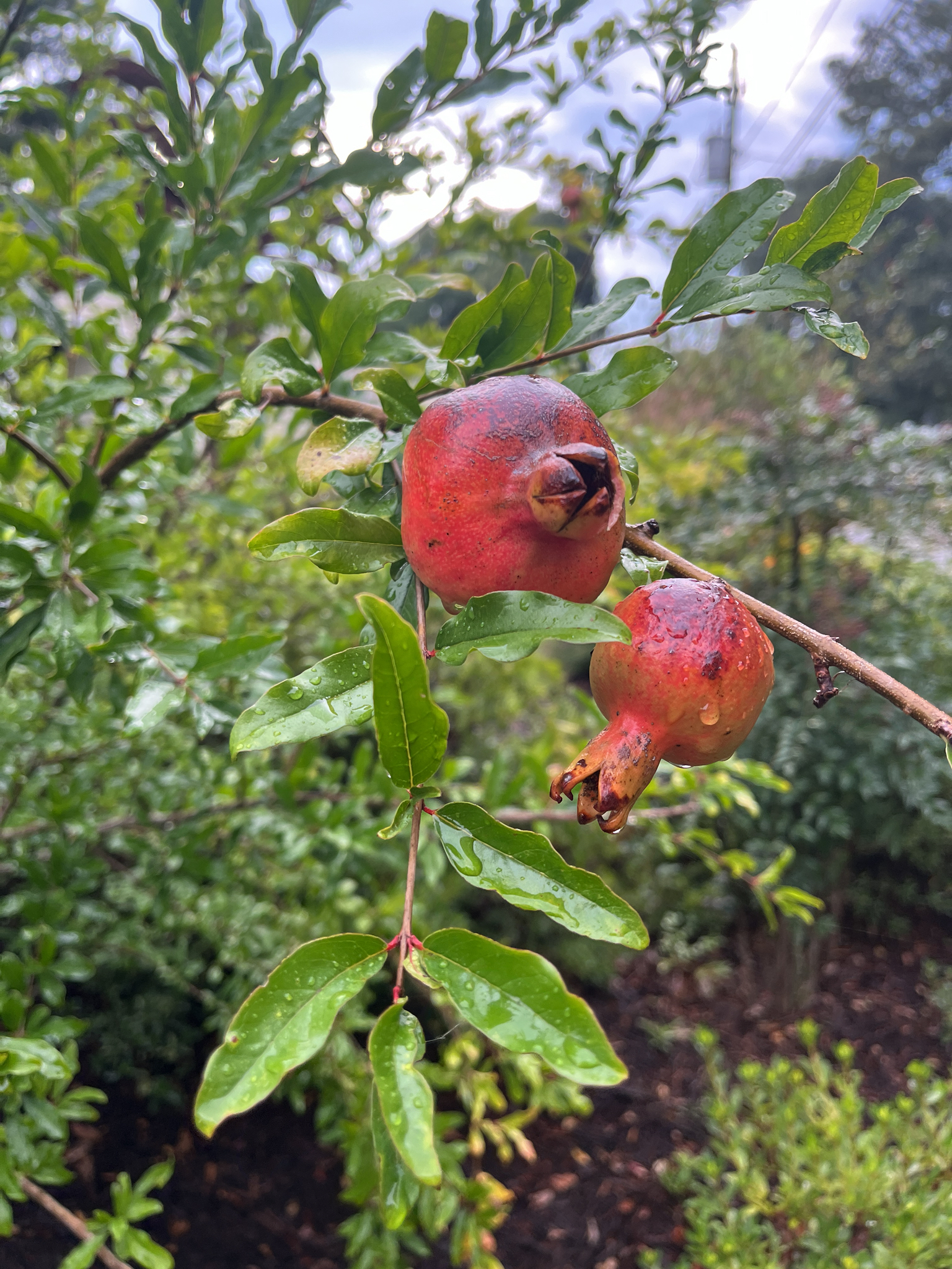 Two ripe pomegranates hang from a branch, surrounded by green leaves and droplets of water.
