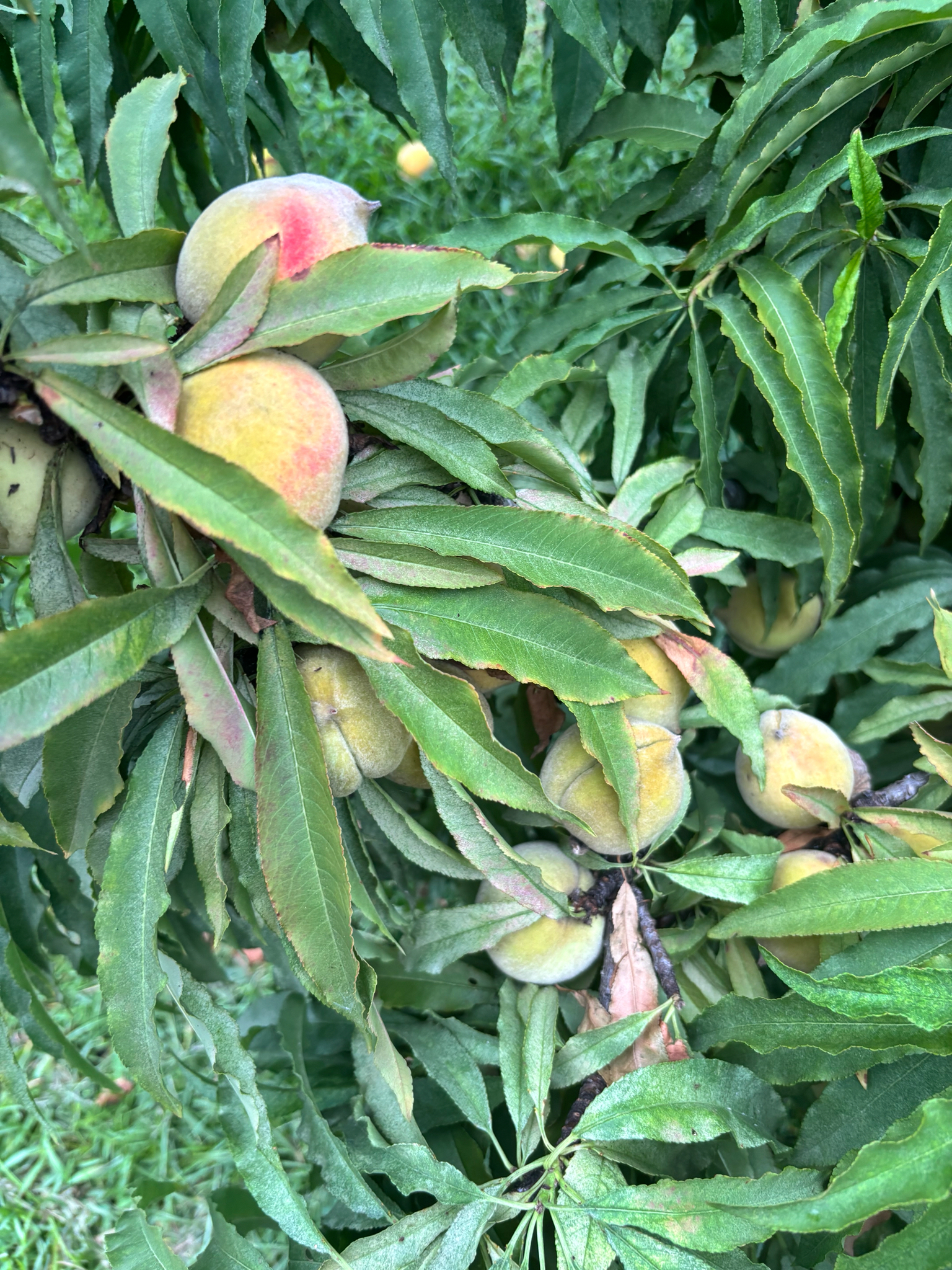 Peach tree branches laden with green peaches and lush green leaves.