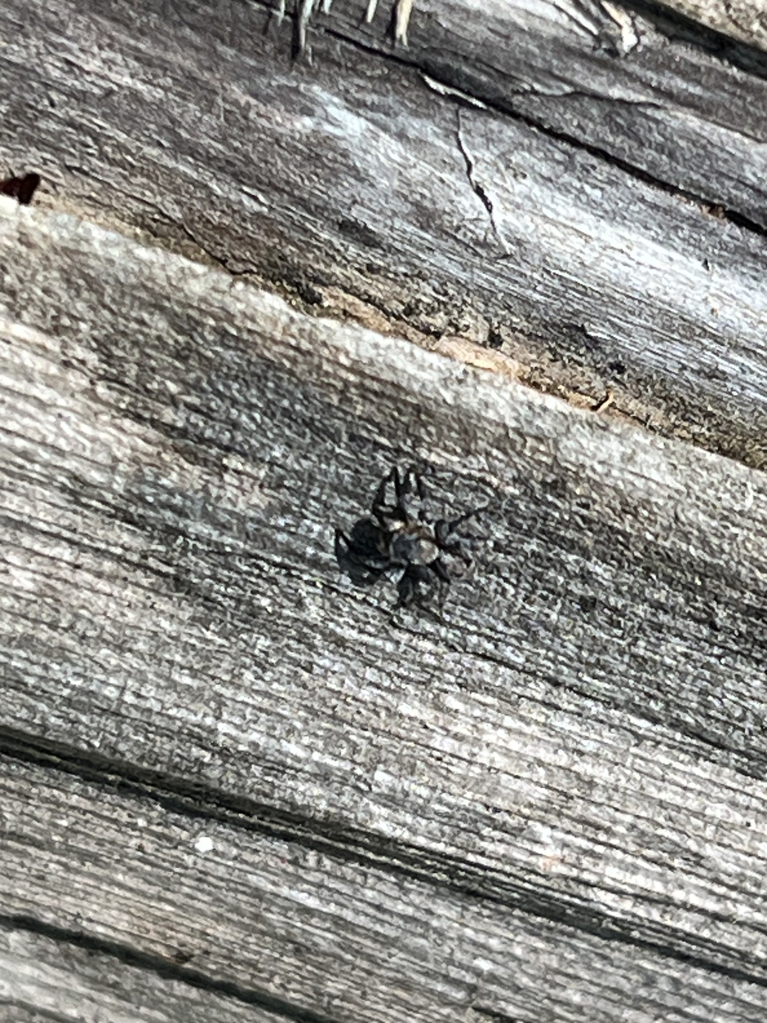 A small dark spider crawls on weathered wooden planks.