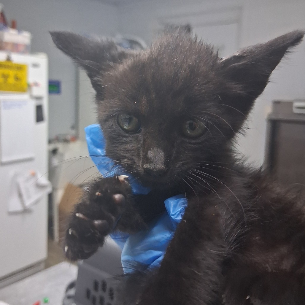 A small black kitten with green eyes is held by a person wearing blue gloves.