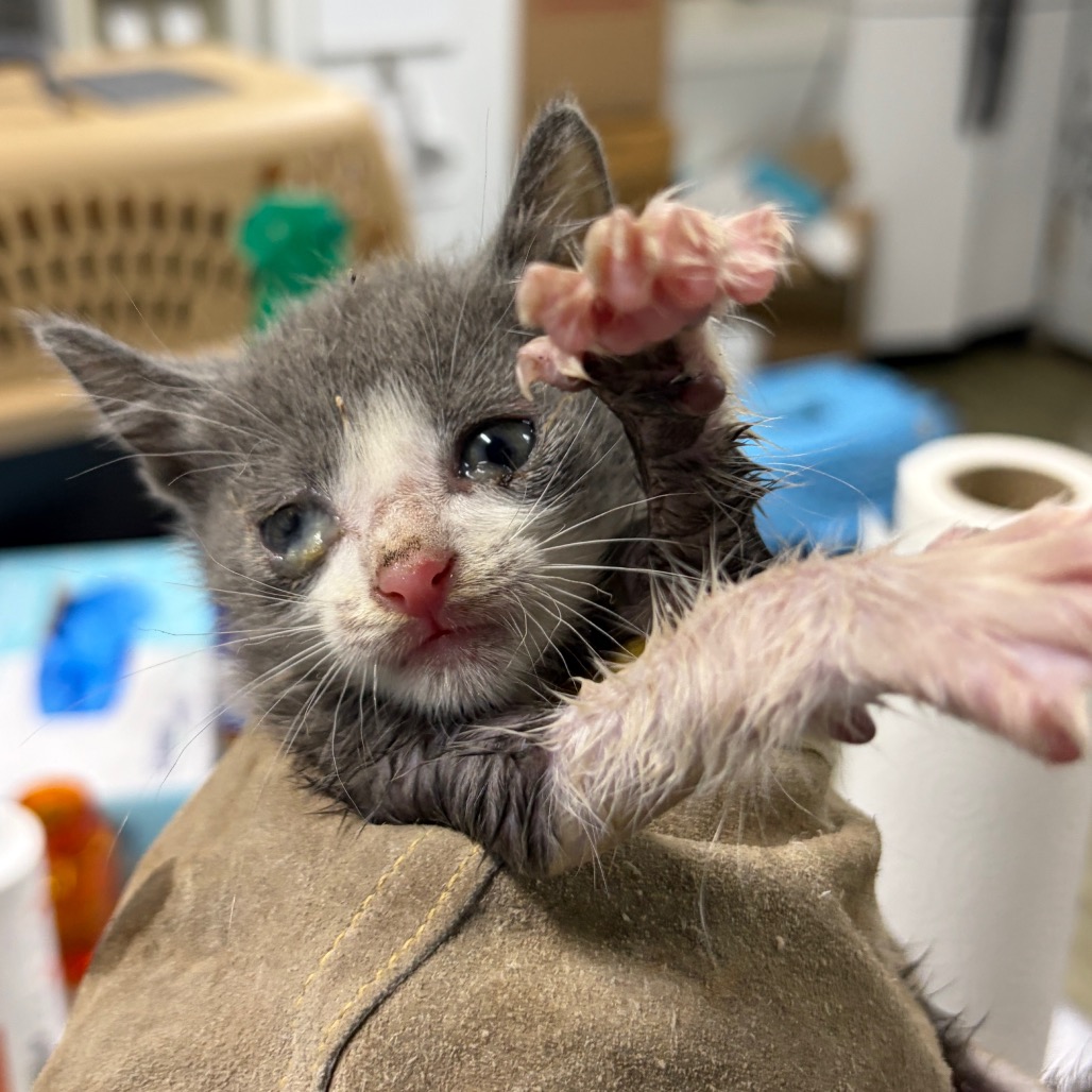 A small, gray kitten with watery eyes reaches out from a person's hand.