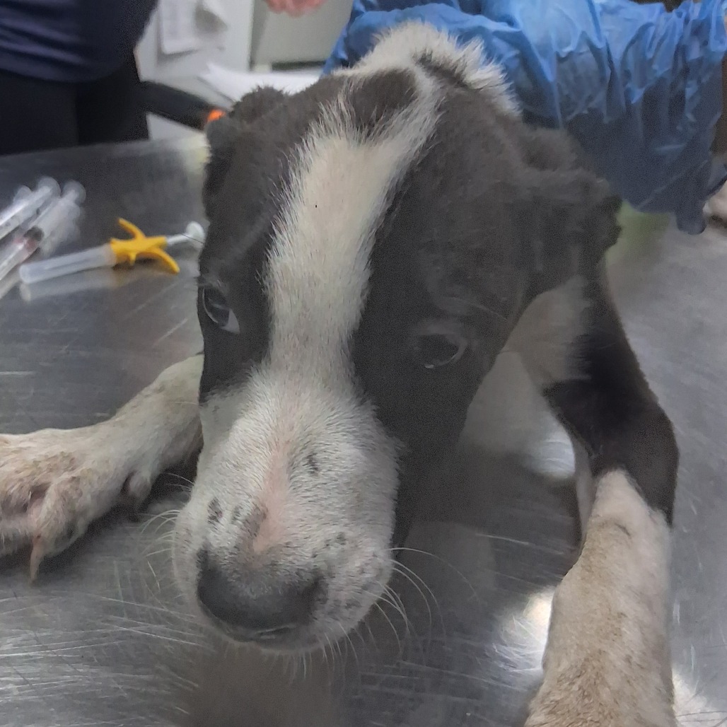 A black and white puppy rests on a metal table, looking up with a concerned expression.