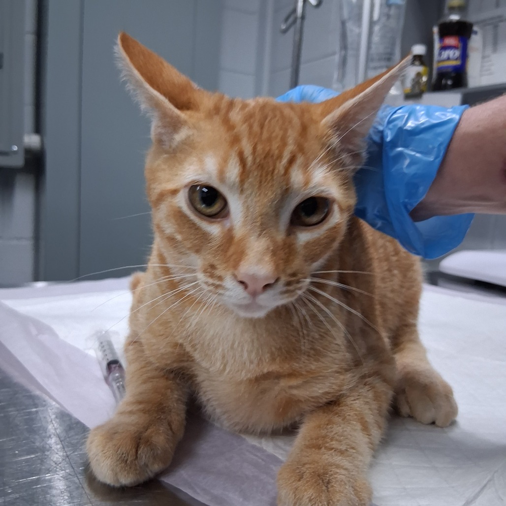 An orange cat sits on a table, with a gloved hand gently touching its ear. A syringe is nearby.
