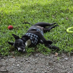 A black dog in a checkered harness lies on green grass near a red ball.