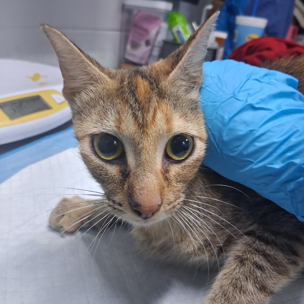 A cat with distinctive markings sits on a table, partially covered by a blue glove.