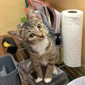 A curious tabby kitten sits on a storage container, looking up with wide eyes. Nearby are paper towels and cleaning supplies.