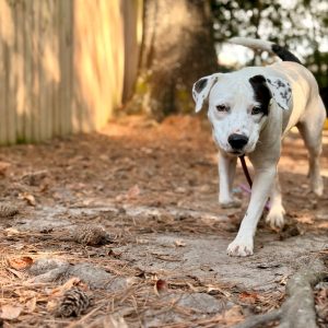 A white dog with black spots walks along a dirt path surrounded by pine needles and cones.