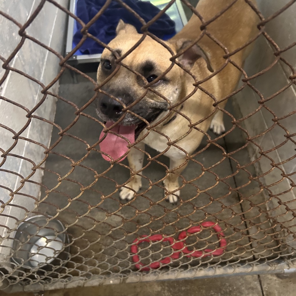 A tan dog with a happy expression stands behind a wire fence in a kennel. A metal bowl and red toys are nearby.