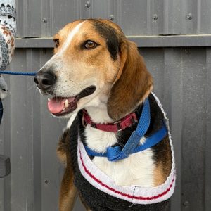 A happy dog with a brown and white coat wears a sweater and is leashed by a person.