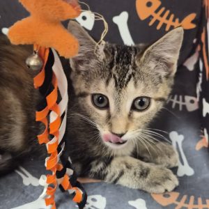 A playful tabby kitten licks its lips while resting near colorful ribbons and a patterned background.
