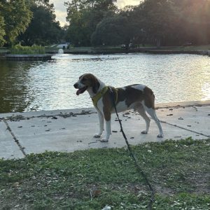 A dog on a leash stands by a pond, looking towards the water with trees in the background.
