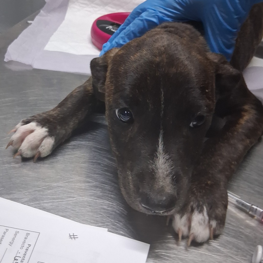 A small brown puppy rests on a table, with a gloved hand nearby and papers underneath.