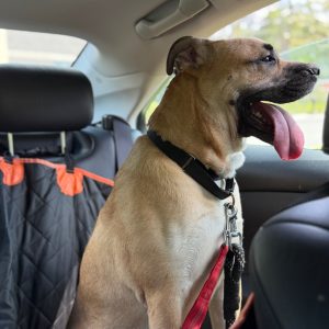 A dog sits in a car, panting with its tongue out, secured with a leash.