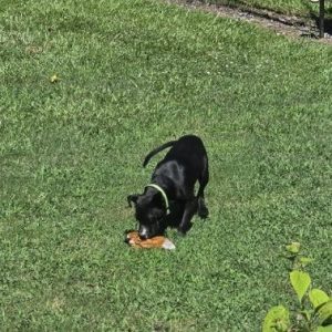 A black dog with a green collar plays with a toy on green grass.