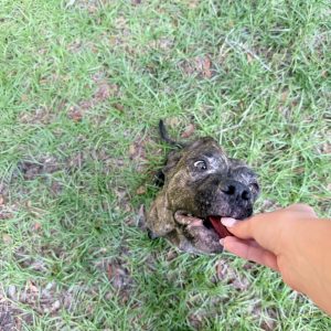 A dog eagerly takes a treat from a person's hand while sitting on grass.