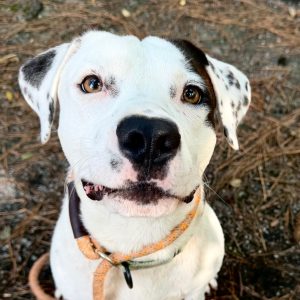 A close-up of a white dog with brown spots, looking directly at the camera with a friendly expression.