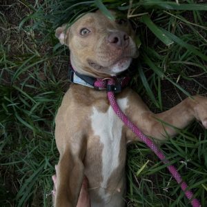 A light brown dog lies on its back in grass, looking up with a playful expression, attached to a pink leash.