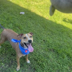 A happy dog wearing a blue bandana stands on grass, looking up with its mouth open.