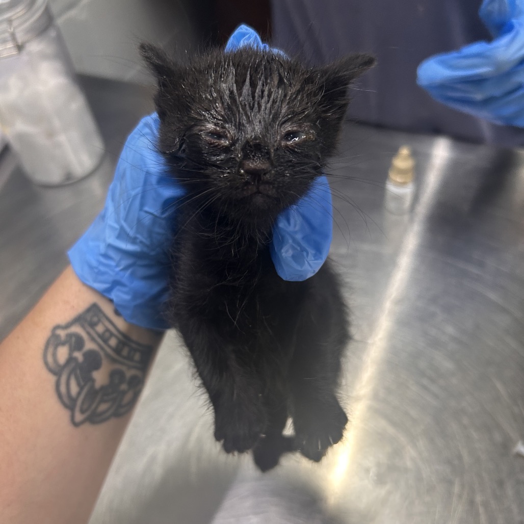 A person in blue gloves holds a small black kitten with watery eyes.