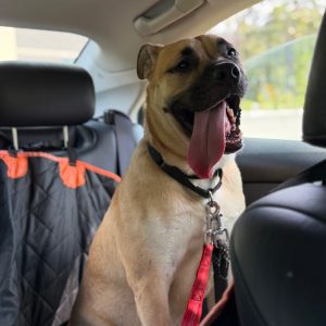 A dog sits in a car, panting with its tongue out, secured with a leash. A protective cover is on the seat.