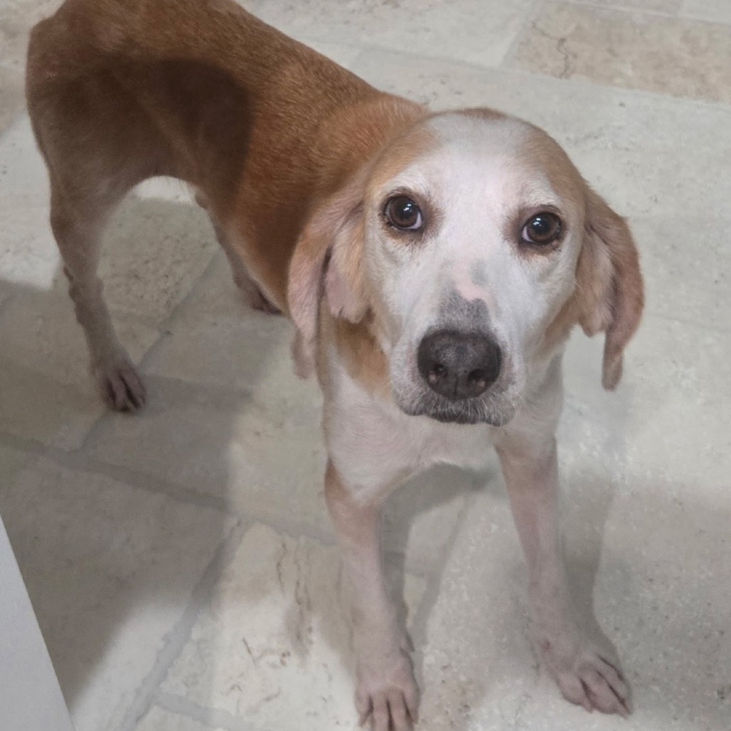 A small, light brown dog stands on a tiled floor, looking directly at the camera.