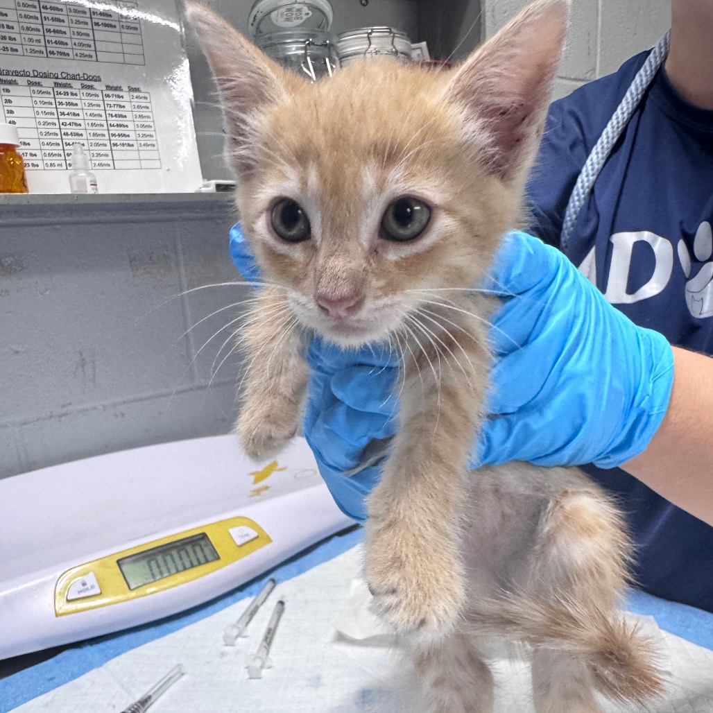 A person in blue gloves holds a small orange kitten in a veterinary setting. A scale and syringes are visible.