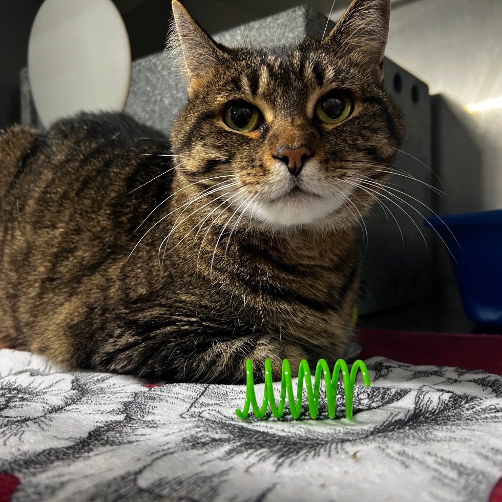 A tabby cat lies on a patterned blanket, observing a small green object nearby.