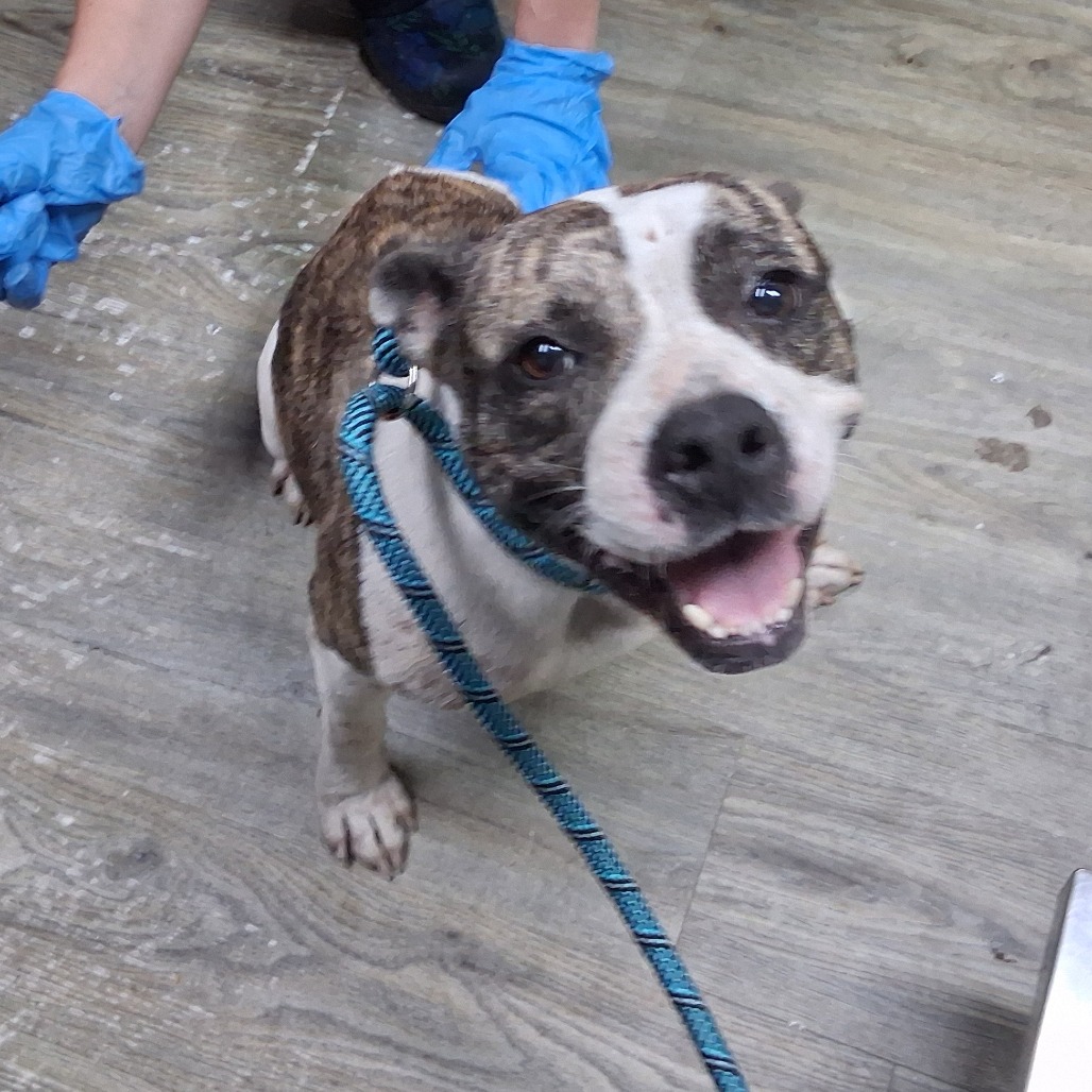 A happy dog with a blue leash sits on a floor, while a person in blue gloves interacts nearby.