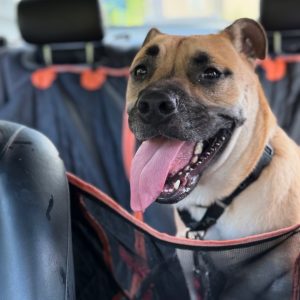 A happy dog with its tongue out sits in a car, secured by a pet seat cover.
