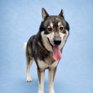 A happy, gray and white dog stands with its tongue out against a light blue background.