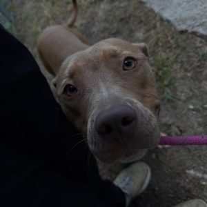 A close-up of a brown dog looking up, with a person’s leg and a pink leash visible.