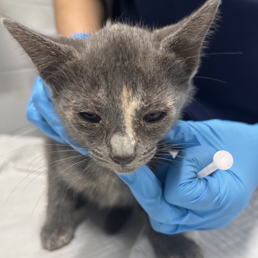 A gray kitten is held by a person wearing blue gloves, with a syringe nearby.