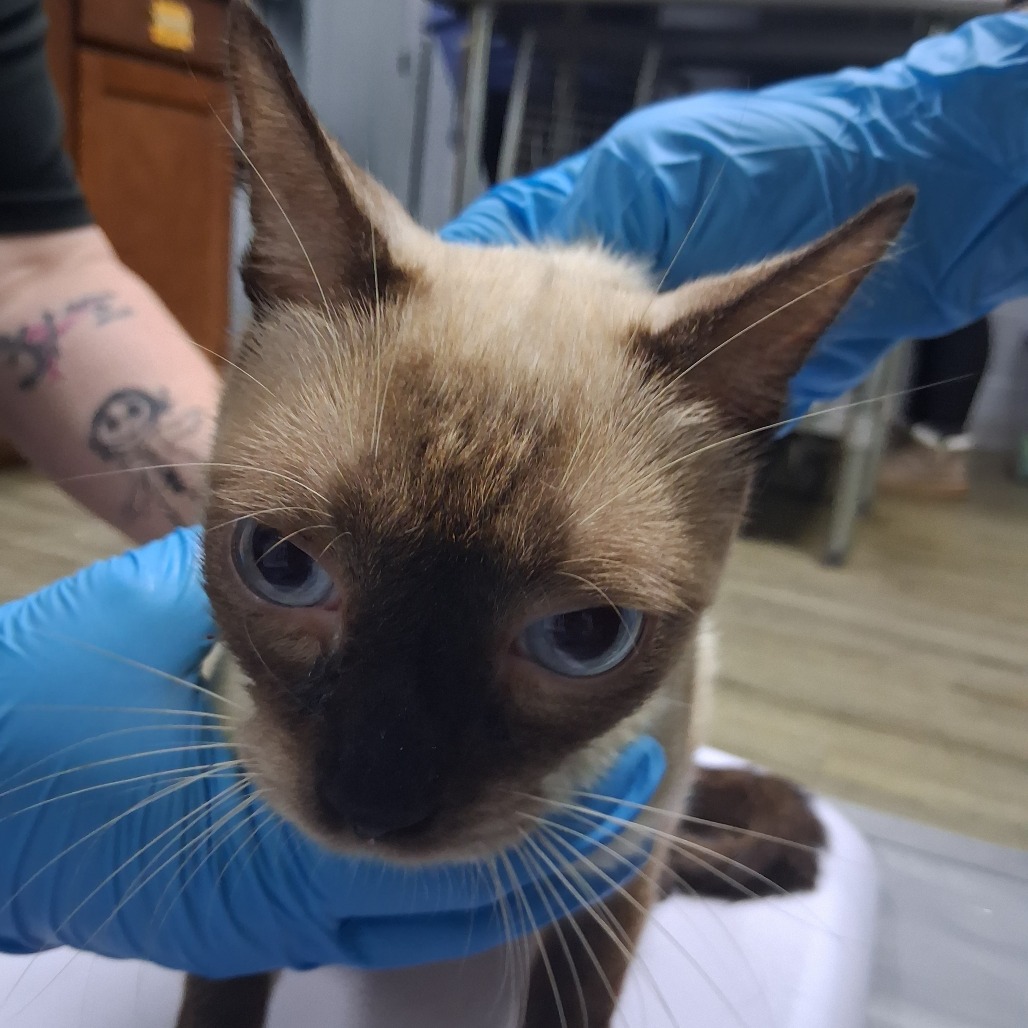 A close-up of a Siamese cat being held by a person wearing blue gloves.