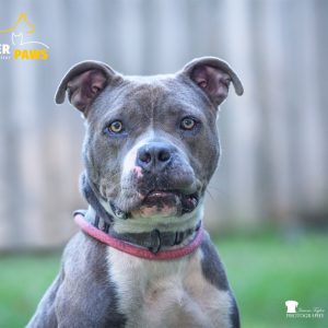 A gray and white dog with a pink collar looks directly at the camera, set against a blurred background.