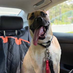 A happy dog sits in a car, tongue out, wearing a collar and leash.