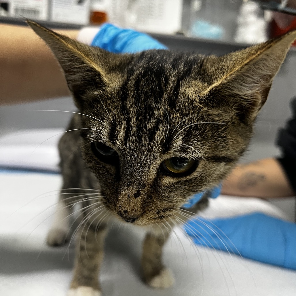 A close-up of a tabby cat being examined, with a gloved hand in the background.