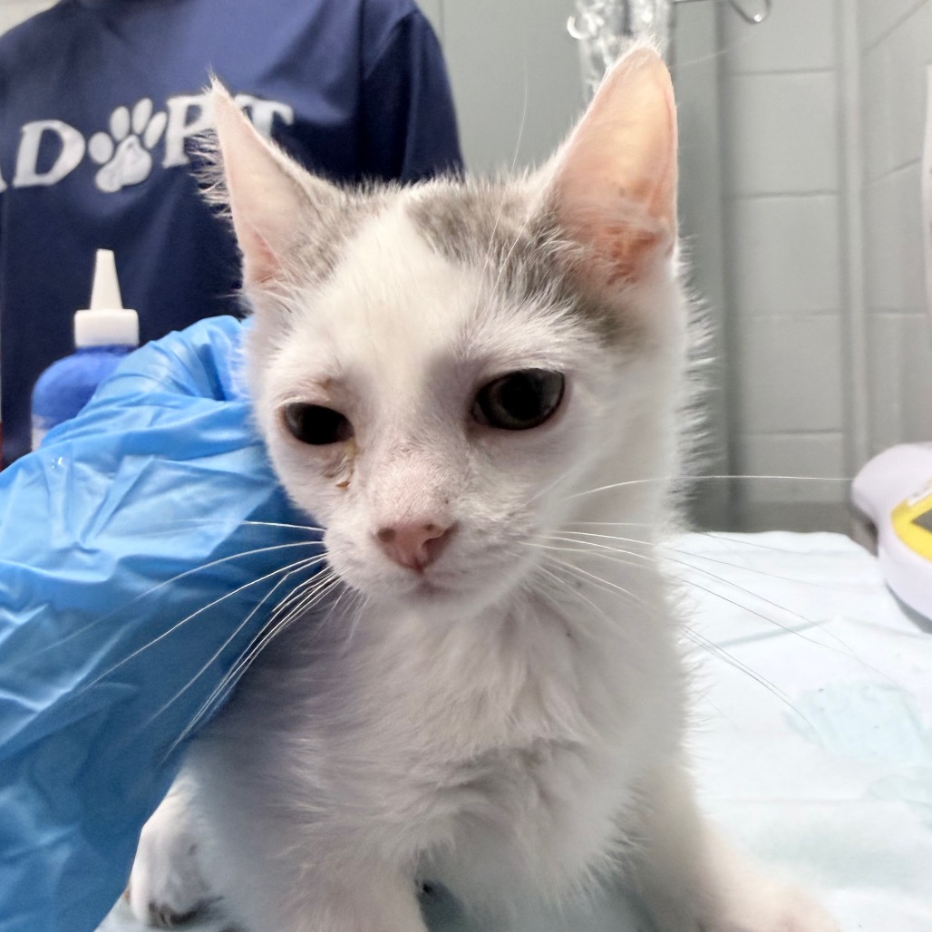 A gray and white kitten is being examined by a person wearing a blue glove.