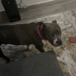 A brown dog with a pink collar stands on a patterned rug, looking towards the camera.