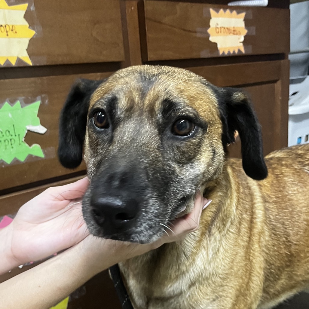 A person gently holds a dog's face, showcasing its attentive expression. Colorful signs are visible in the background.