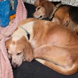 Two sleeping dogs on a blanket, one with a green collar and the other with a brown collar.