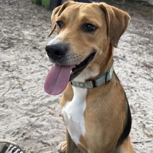 A happy dog sits on sandy ground, tongue out, wearing a light blue collar.