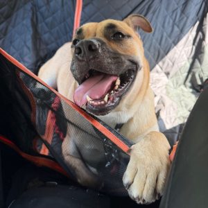 A happy dog with its tongue out rests in a car hammock, paws resting on the edge.