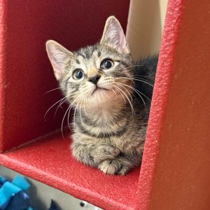 A curious tabby kitten rests in a red cubby, looking up with wide eyes.