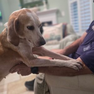 A dog rests its front paws on a person's arm while sitting on a couch.
