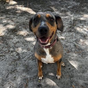 A happy dog sits on sandy ground, looking directly at the camera with a joyful expression.